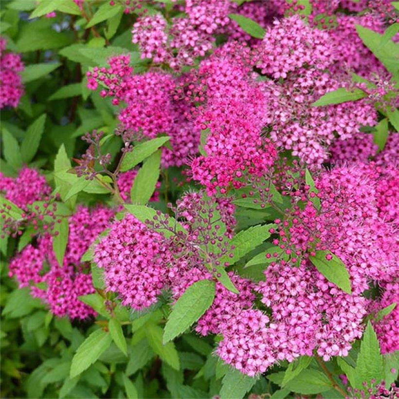 Spiraea japonica Anthony Waterer (Flowering)