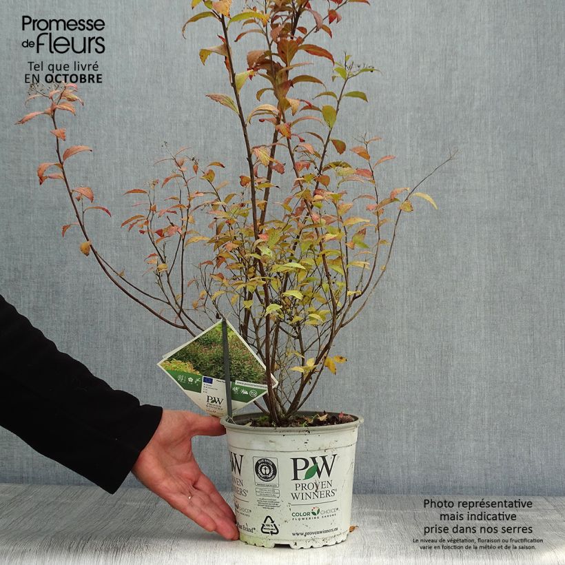 Spirée japonaise Double Play Artist - Spiraea japonica Pot de 2L/3L sample as delivered in autumn