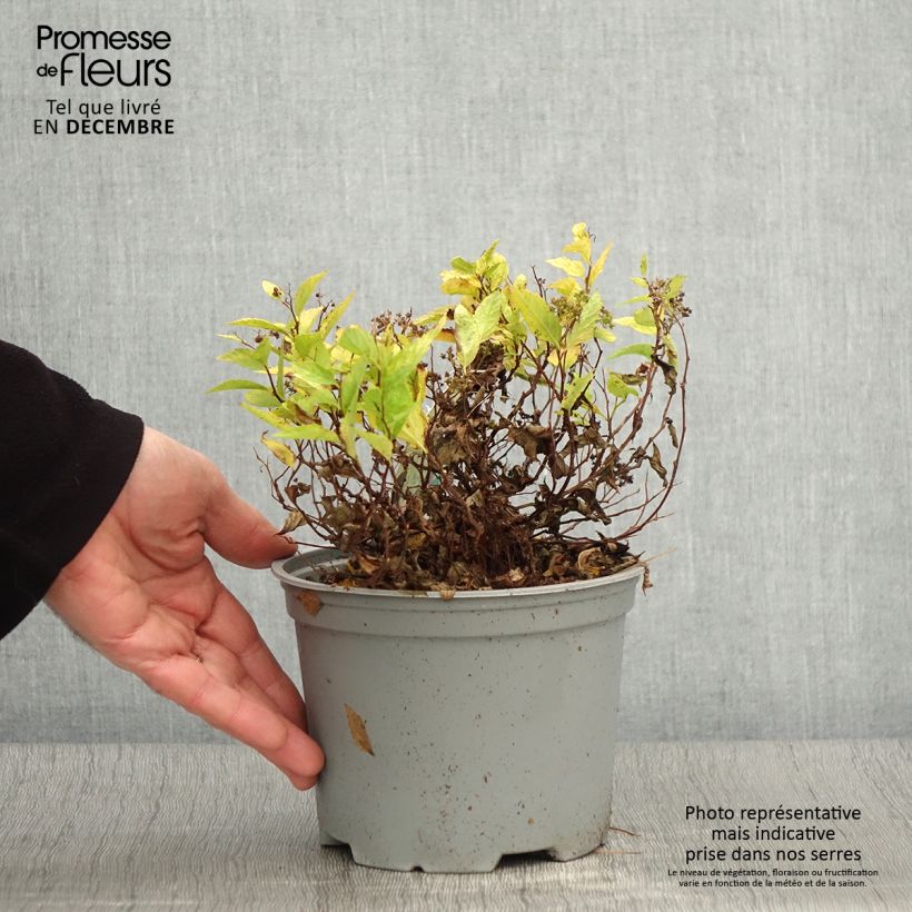 Spirée japonaise Double Play Gold - Spiraea japonica Pot de 2L/3L sample as delivered in autumn