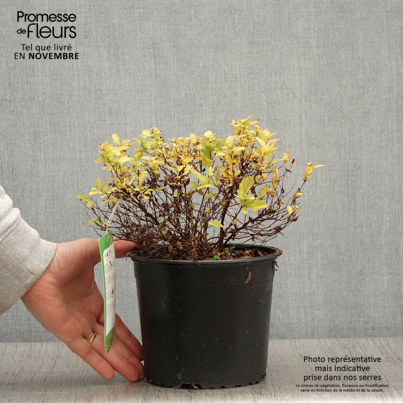 Spirée japonaise Golden Princess - Spiraea japonica Pot de 2L/3L sample as delivered in autumn