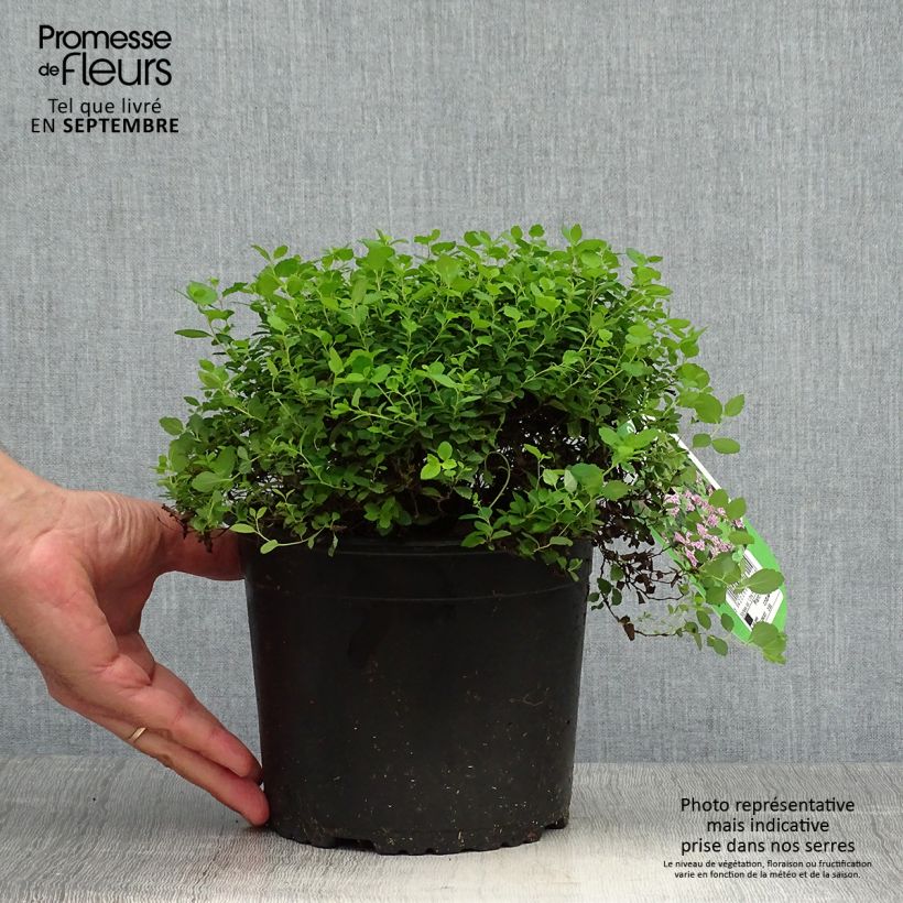 Spir?e japonaise Little Princess en pot de 2L/3L - Spiraea japonica sample as delivered in autumn