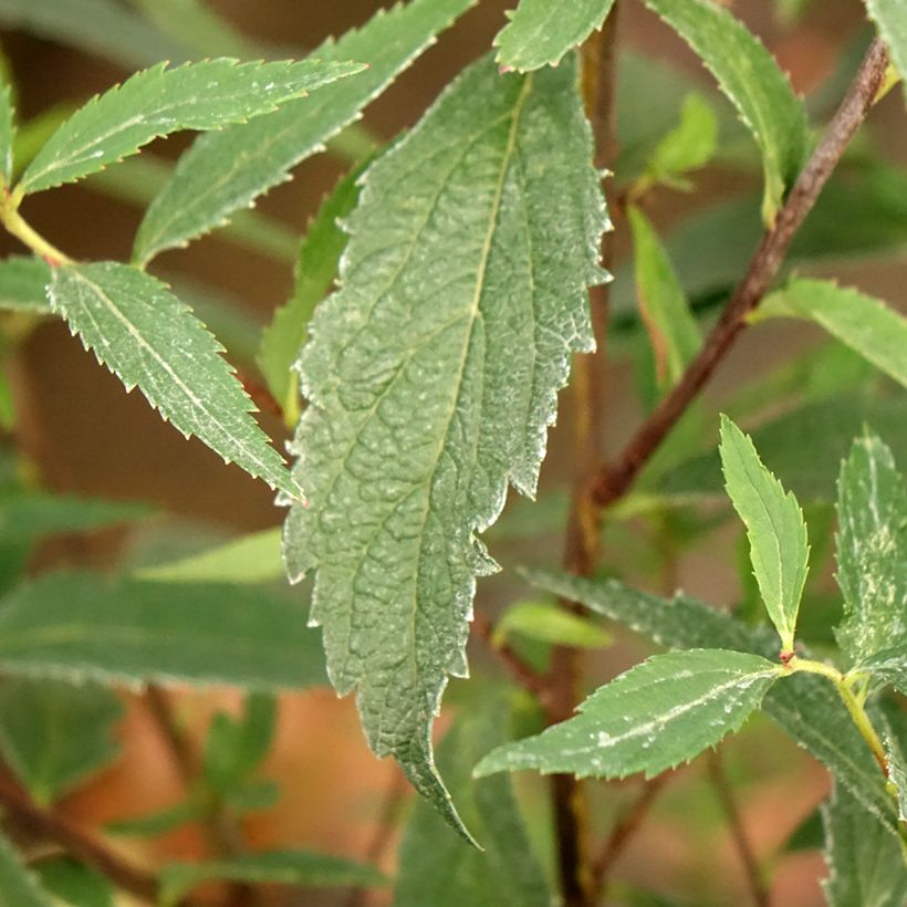 Spiraea japonica Neon Flash (Foliage)