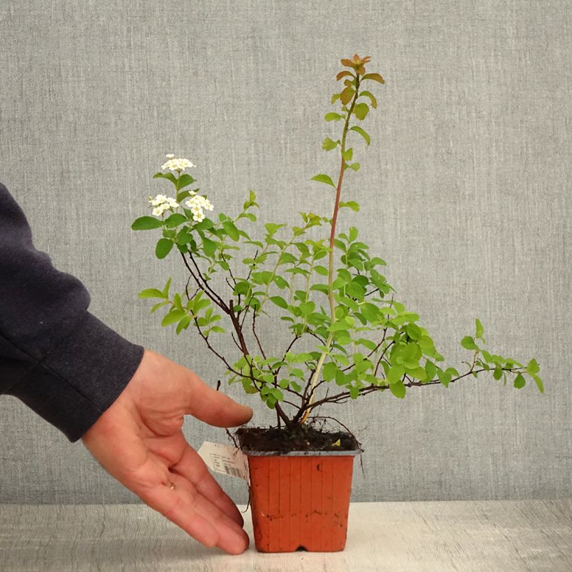 Spiraea nipponica Halwards Silver 8/9 cm pot sample as delivered in spring