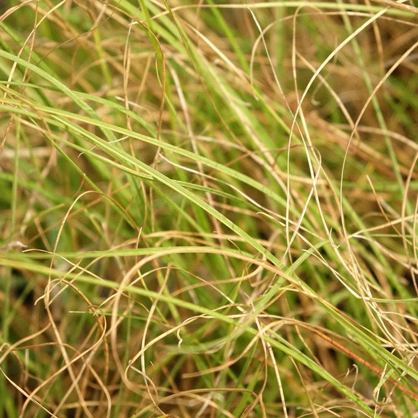 Sporobolus heterolepis Cloud (Foliage)