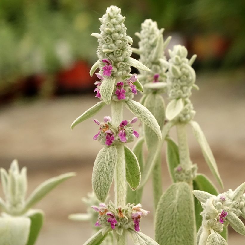 Stachys byzantina Big Ears (Flowering)