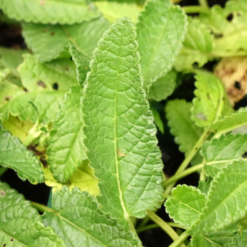 Stachys officinalis Alba (Foliage)