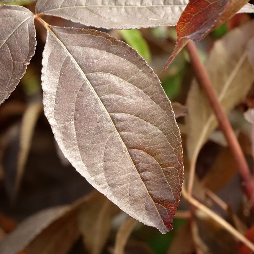 Staphylea colchica Black Beauty (Foliage)