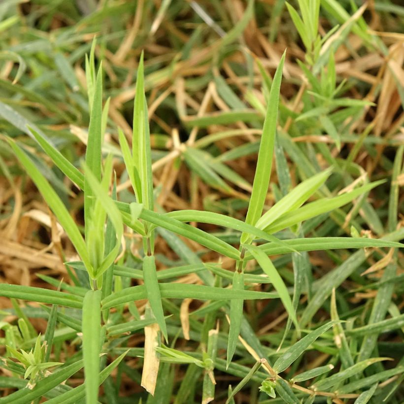 Stellaria holostea (Foliage)