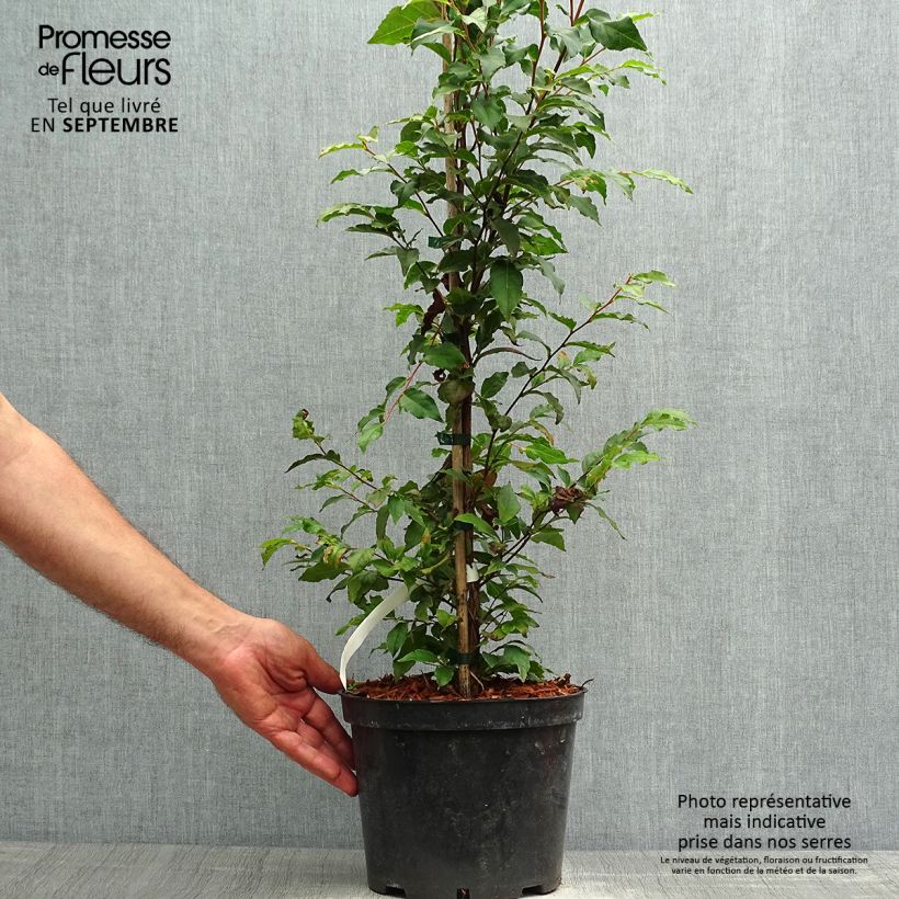 Stewartia monadelpha  Pot de 4L/5L sample as delivered in autumn