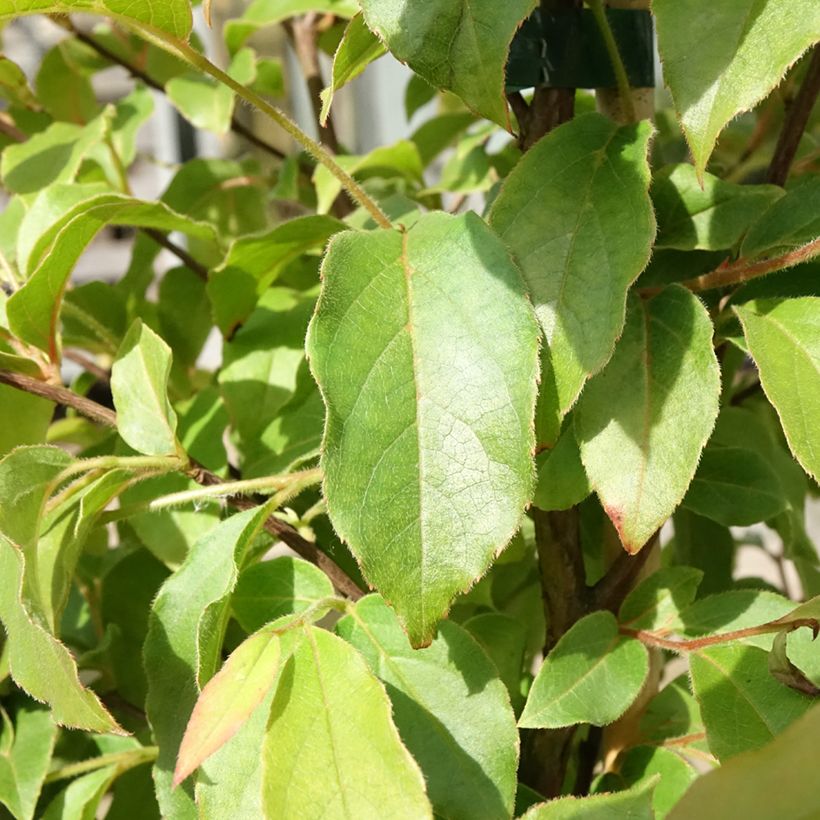 Stewartia monadelpha (Foliage)