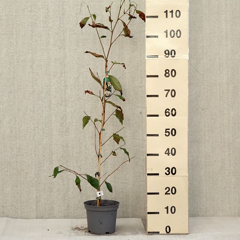 Stewartia pseudocamellia - Stuartie Pot de 3L/4L sample as delivered in autumn