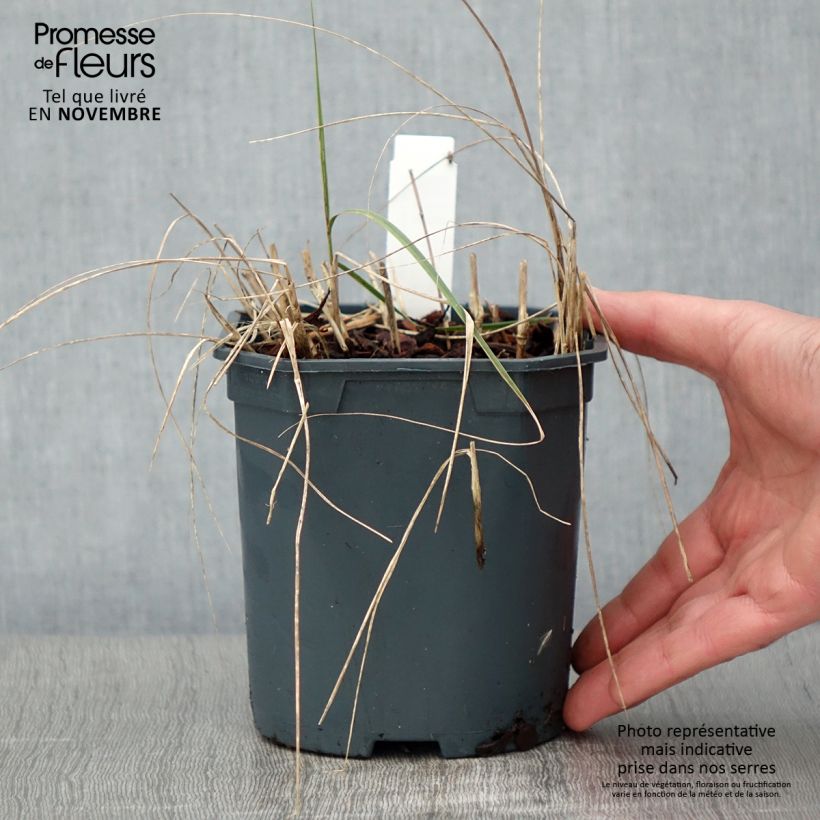 Stipa calamagrostis - Achnaterum en pot de 2/3 litres sample as delivered in autumn