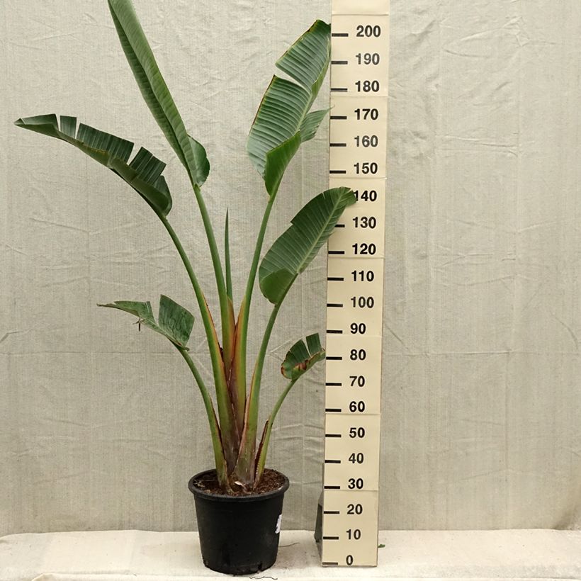 Strelitzia augusta (alba) - Oiseau de Paradis blanc en pot de 30L sample as delivered in summer