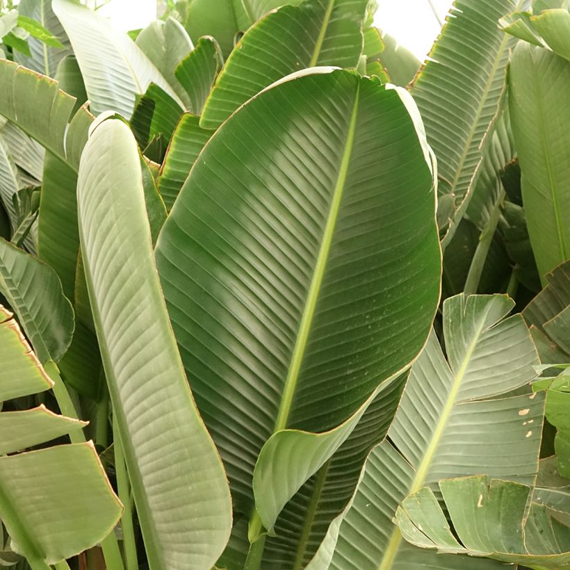 Strelitzia augusta (Foliage)