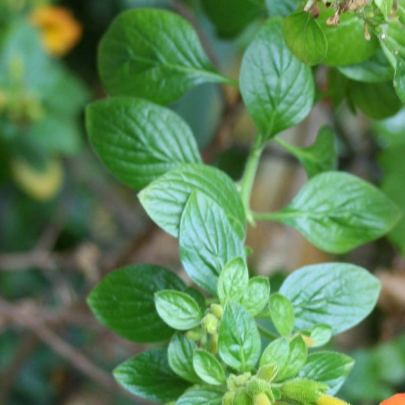 Streptosolen jamesonii - Marmalade Bush (Foliage)