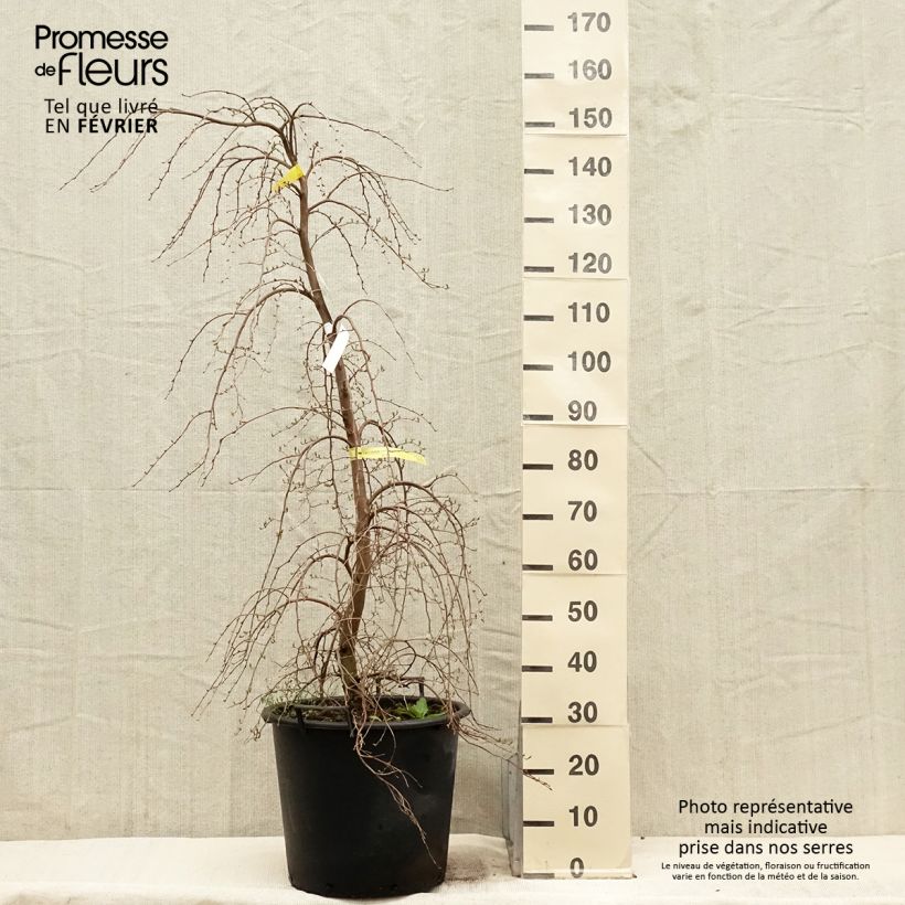 Styrax japonica Fragrant Fountain en pot de 30l/35l sample as delivered in winter