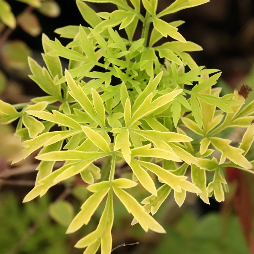 Elderberry - Sambucus racemosa Sutherland Gold (Foliage)