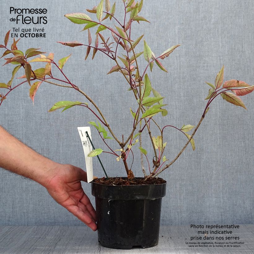 Sureau noir - Sambucus nigra Black Beauty (Gerda) Pot de 2L/3L sample as delivered in autumn