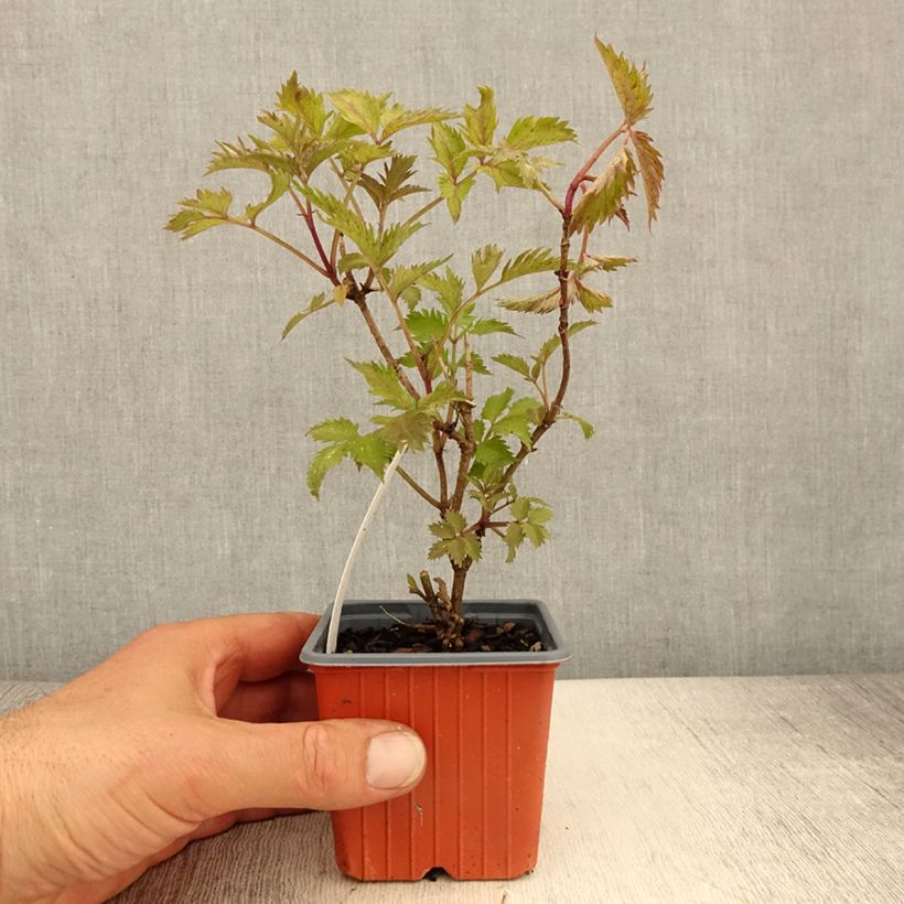 Sureau noir - Sambucus nigra Golden Spark - Godet de 8/9 cm sample as delivered in spring