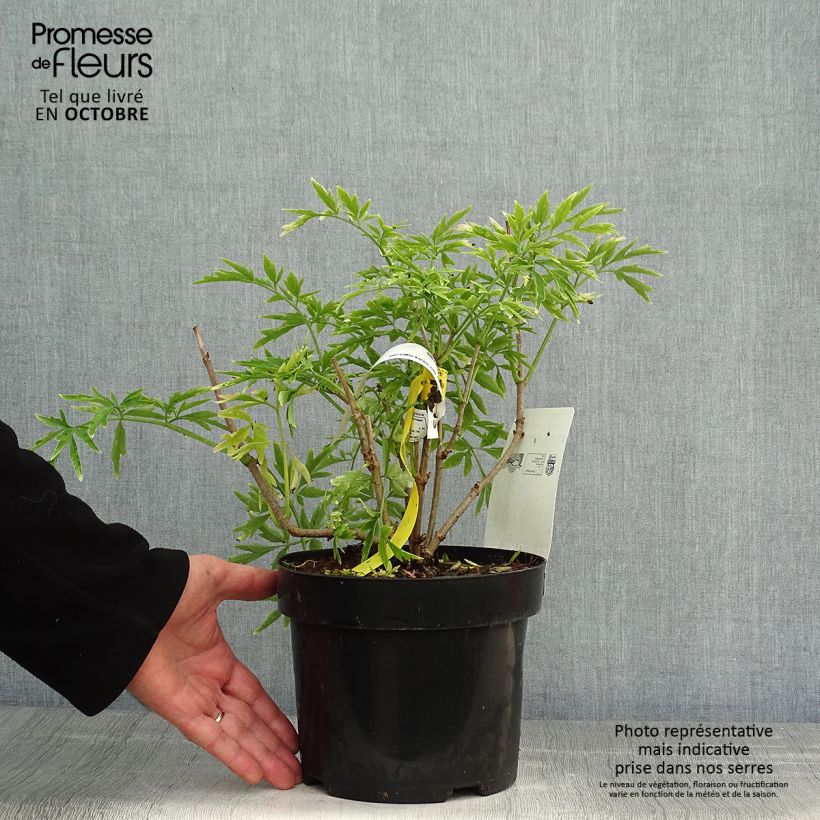 Sureau noir - Sambucus nigra Golden Tower en pot de 3.5L. sample as delivered in autumn