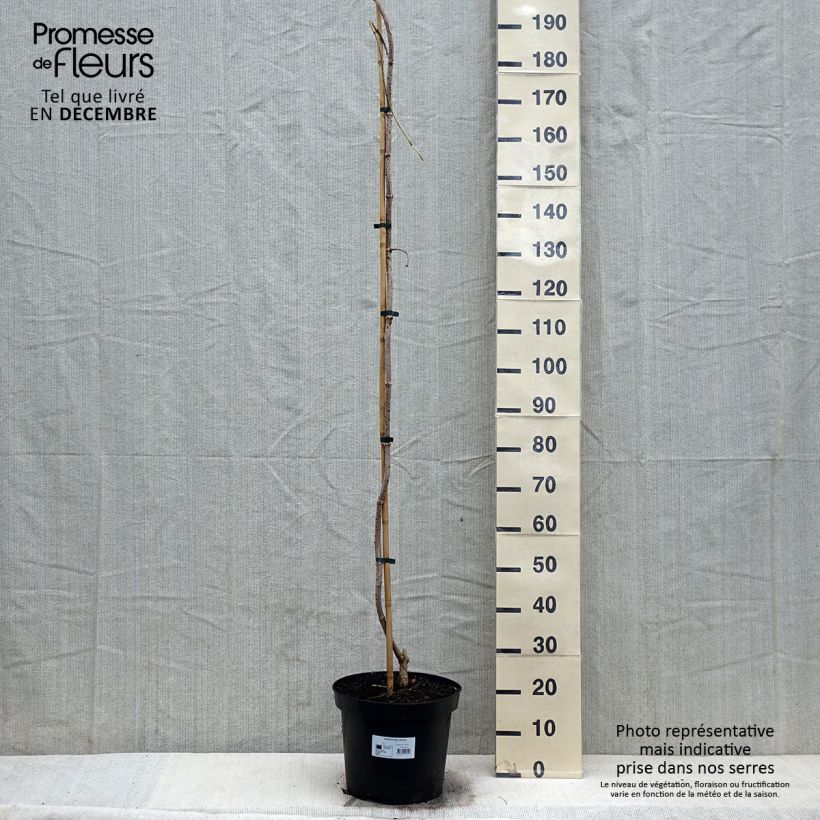 Sambucus nigra Pendula - Sambucus nigra Monstrosa - Elder 7.5L/10L potShipped height around 200cm sample as delivered in winter