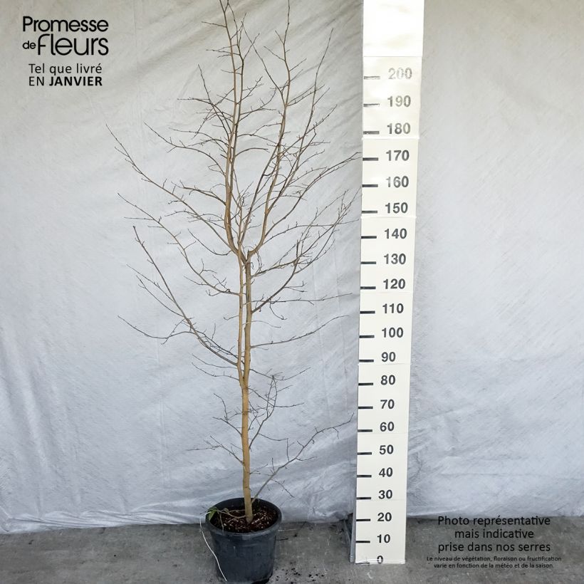 Sycoparrotia semidecidua Autunno Rosso Pot de 12L/15L sample as delivered in winter