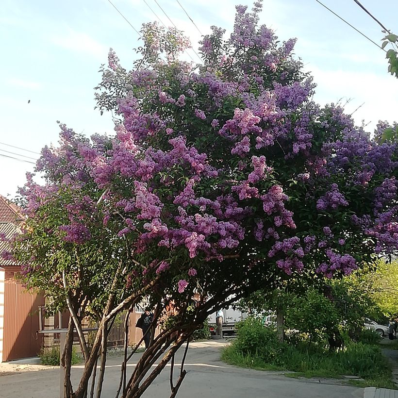 Syringa josikae (Plant habit)