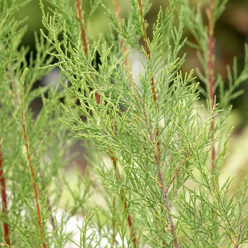 Tamarix ramosissima Hulsdonk White (Foliage)