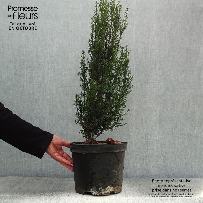 Taxus baccata en pot de 5L - If commun sample as delivered in autumn