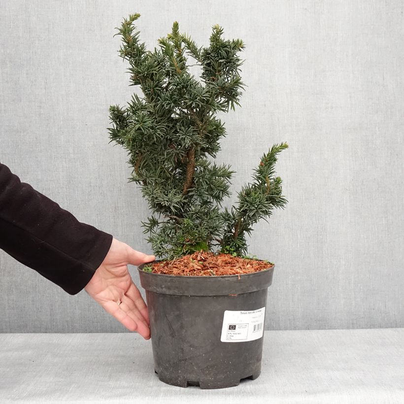 Taxus baccata Cristata - Yew 4L/5L potShipped height around 20/30cm sample as delivered in winter