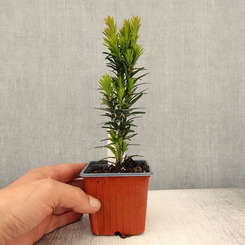 Taxus baccata Fastigiata Robusta - Yew 8/9 cm pot sample as delivered in spring