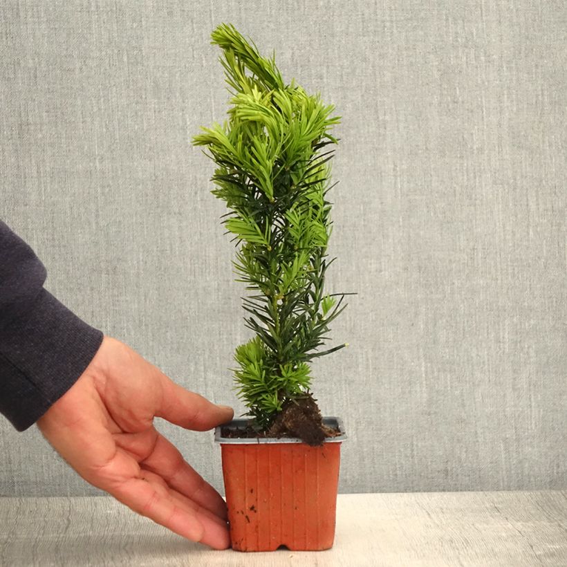 Taxus media Densiformis - If hybride - Godet de 8/9 cm sample as delivered in spring