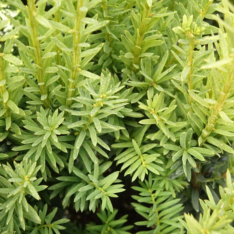 Taxus media Hillii - Yew (Foliage)