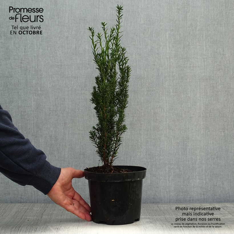 Taxus media Hillii - If hybride Pot de 2L/3L sample as delivered in autumn