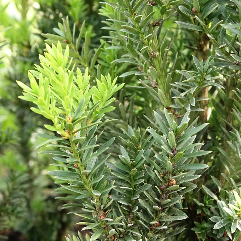 Taxus media Hillii - Yew (Foliage)