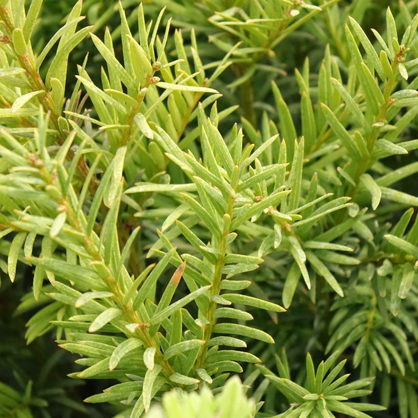 Taxus x media Groenland - Yew (Foliage)