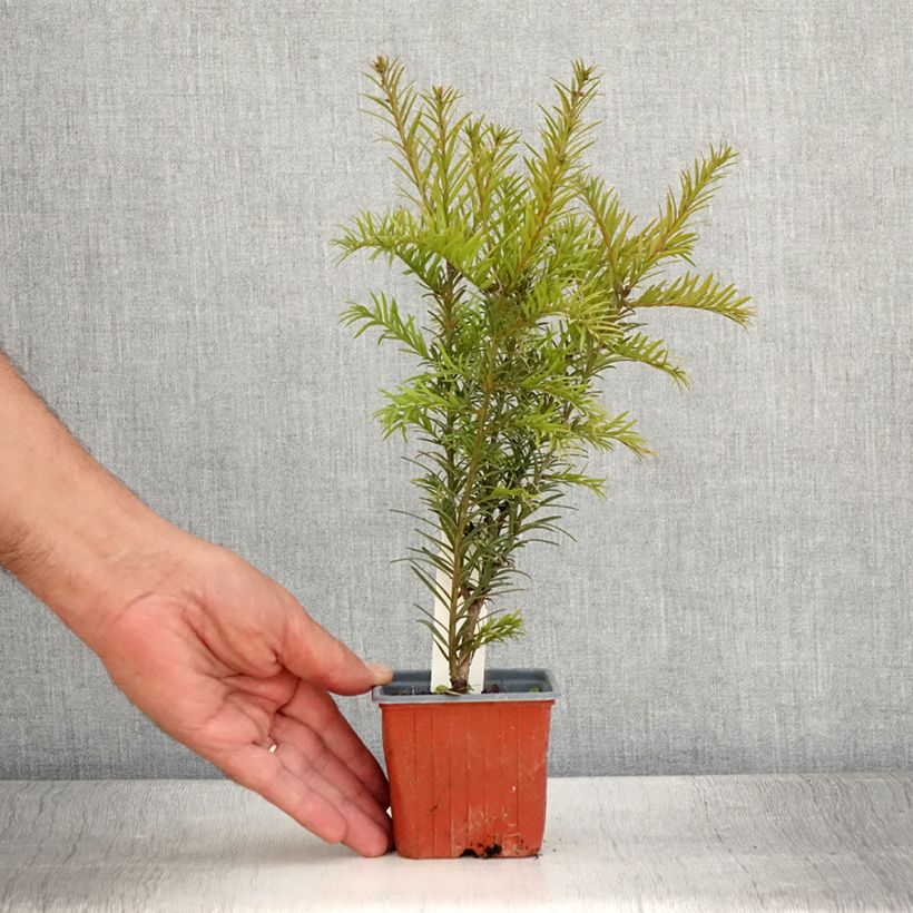 Taxus x media Groenland - If hybride - Godet de 8/9 cm sample as delivered in summer