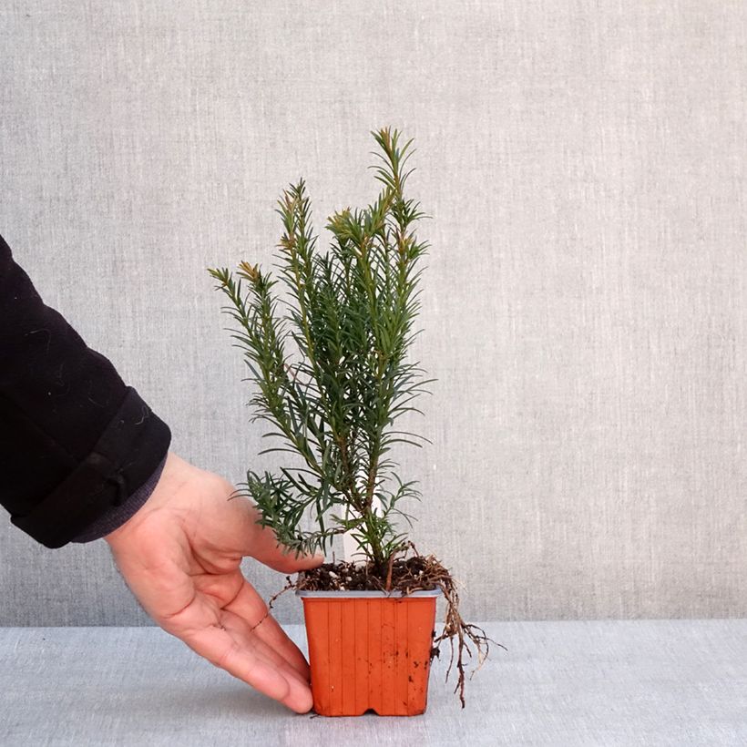 Taxus x media Groenland - Yew 8/9 cm pot sample as delivered in winter