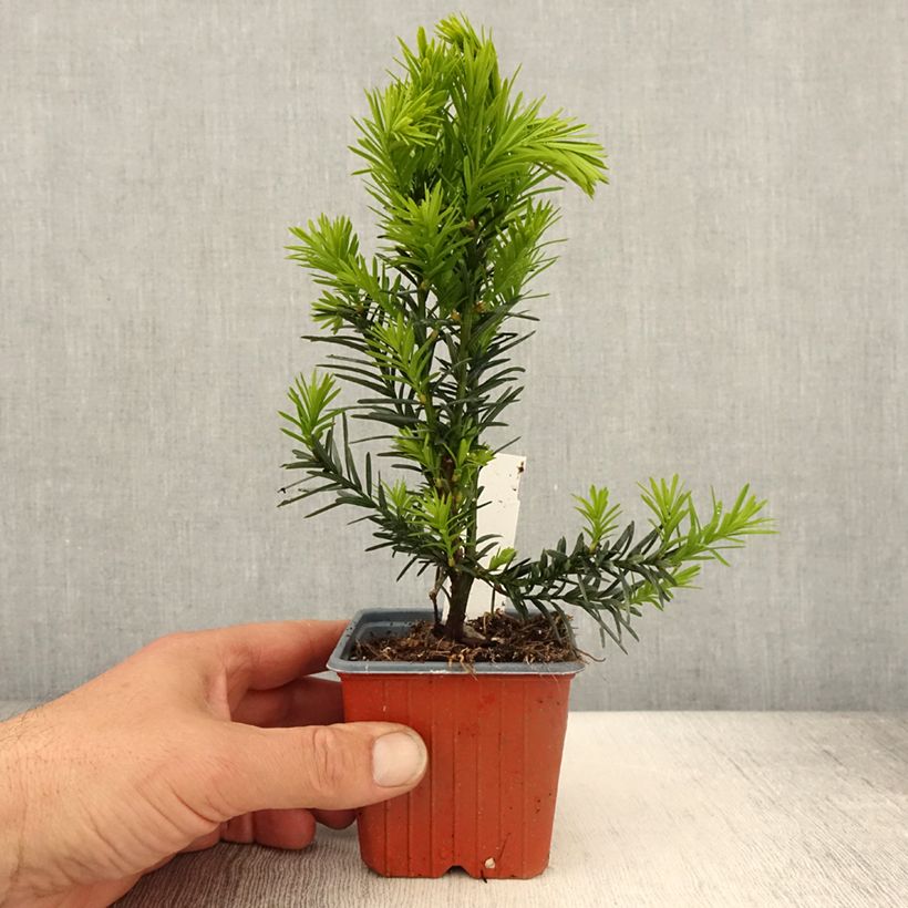 Taxus media Hicksii - Yew 8/9 cm pot sample as delivered in spring