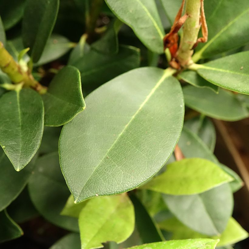 Telopea speciosissima (Foliage)