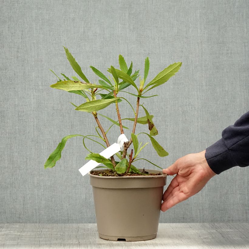 Telopea speciosissima White sample as delivered in spring