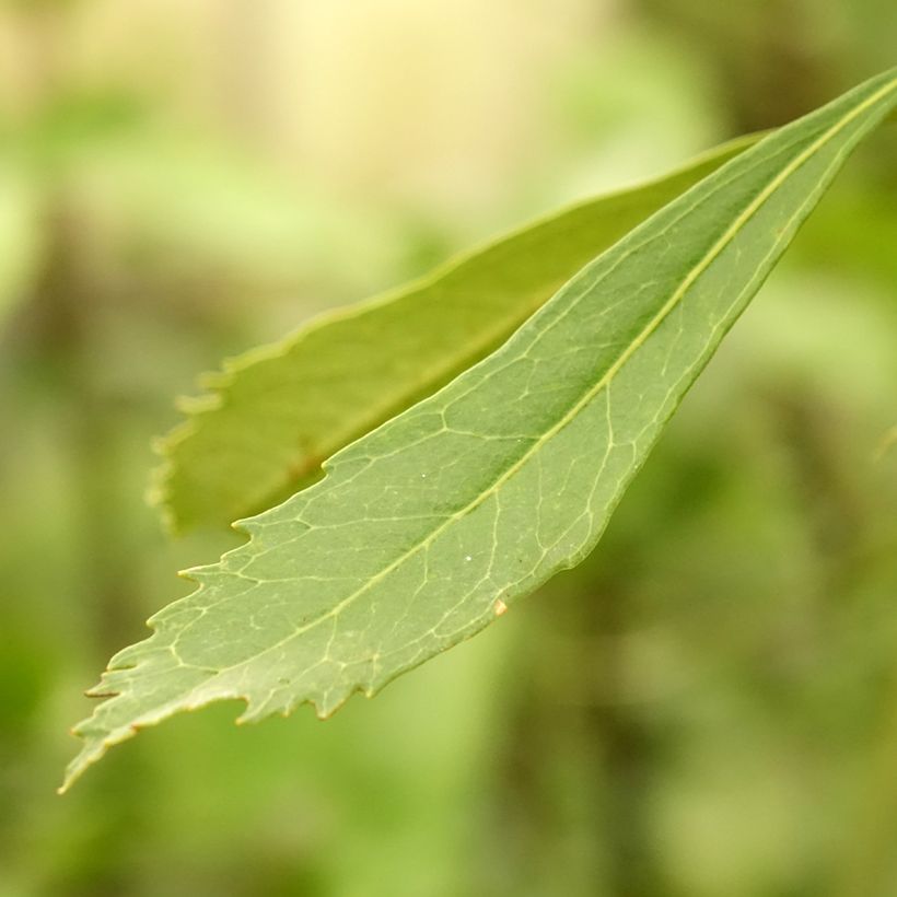 Telopea speciosissima White (Foliage)