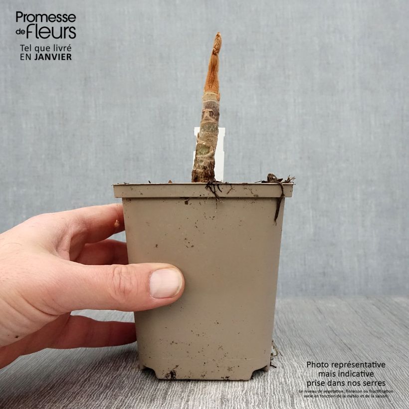 Tetrapanax papyrifera Rex - Chinese rice-paper Plant 10cm/11cm pot sample as delivered in winter