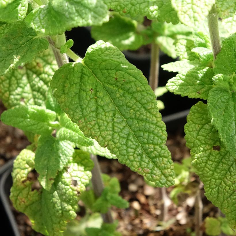 Teucrium hircanicum Paradise Delight - Germander (Foliage)