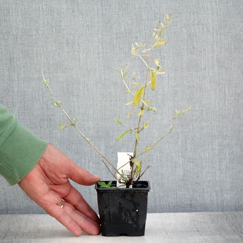 Teucrium fruticans Ventecu 8/9 cm pot sample as delivered in summer