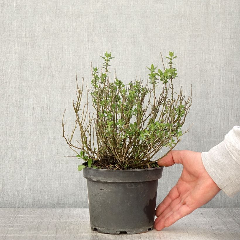 Teucrium lucidrys - Germandrée en pot de 2L/3L sample as delivered in spring