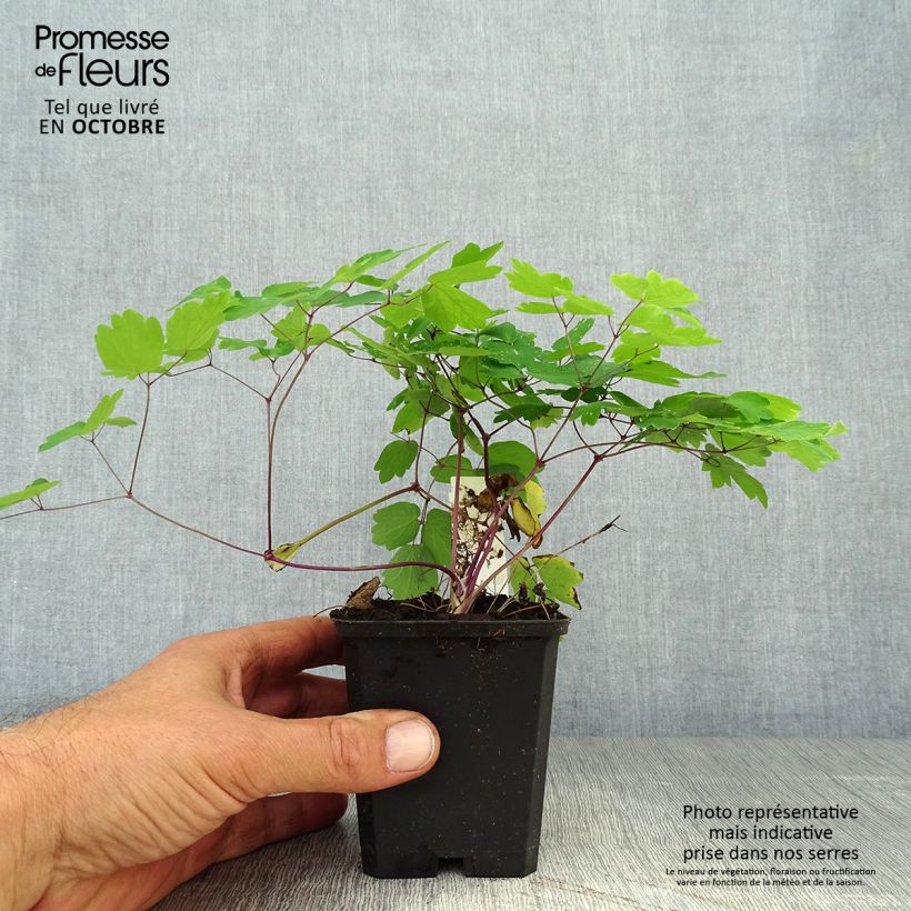 Thalictrum Black Stockings - Pigamon Godet de 9cm sample as delivered in autumn