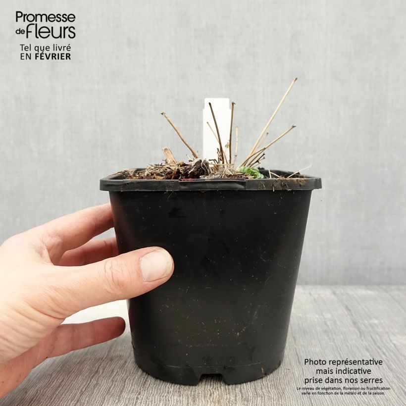 Thalictrum delavayi en pot de 2/3L- Pigamon sample as delivered in winter