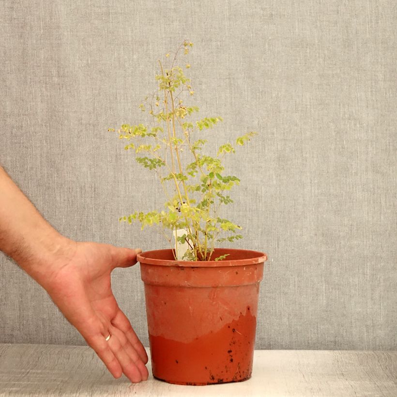 Thalictrum delavayi Splendide - Meadow-rue 2L/3L pot sample as delivered in summer