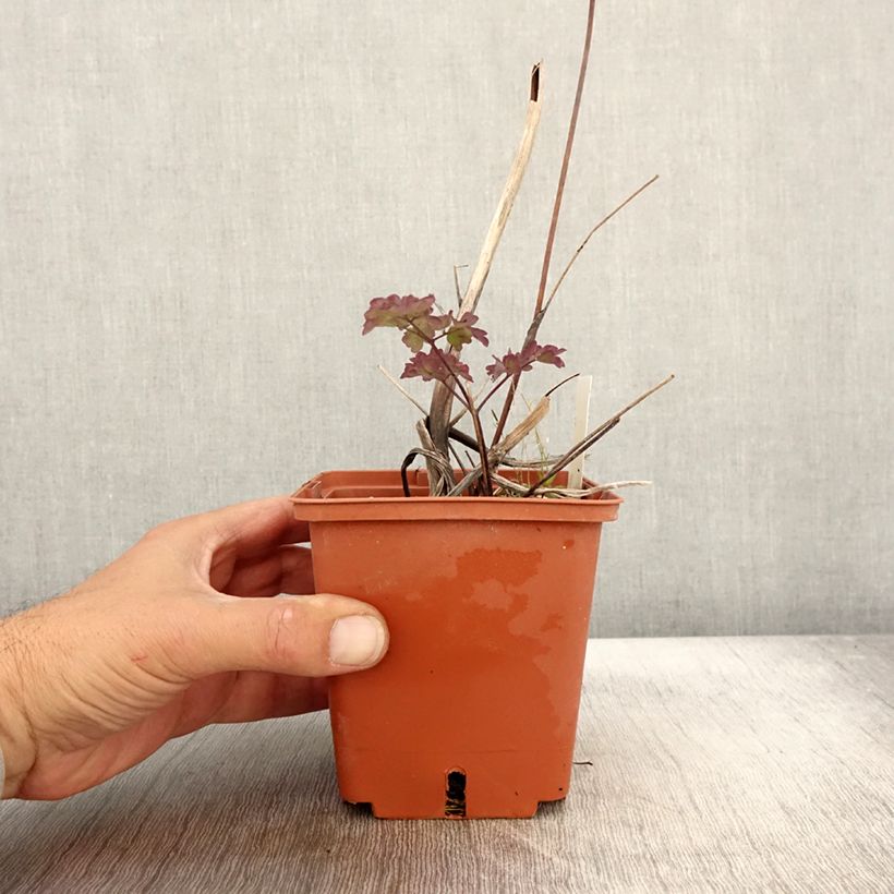 Thalictrum Elin - Pigamon pot de 1L/1.5L sample as delivered in autumn